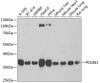 Western blot analysis of extracts of various cell lines, using PDLIM1 antibody (22-405) at 1:1000 dilution.<br/>Secondary antibody: HRP Goat Anti-Rabbit IgG (H+L) at 1:10000 dilution.<br/>Lysates/proteins: 25ug per lane.<br/>Blocking buffer: 3% nonfat dry milk in TBST.<br/>Detection: ECL Basic Kit.<br/>Exposure time: 1s.