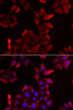 Immunofluorescence analysis of U2OS cells using PDLIM1 antibody (22-405) . Blue: DAPI for nuclear staining.