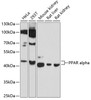 Western blot analysis of extracts of various cell lines, using PPAR alpha antibody (22-414) at 1:1000 dilution.<br/>Secondary antibody: HRP Goat Anti-Rabbit IgG (H+L) at 1:10000 dilution.<br/>Lysates/proteins: 25ug per lane.<br/>Blocking buffer: 3% nonfat dry milk in TBST.<br/>Detection: ECL Basic Kit.<br/>Exposure time: 30s.