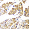 Immunohistochemistry of paraffin-embedded mouse heart using PPP1R12A Antibody (22-417) at dilution of 1:100 (40x lens) .