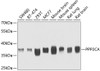 Western blot analysis of extracts of various cell lines, using PPP2CA antibody (22-419) at 1:1000 dilution.<br/>Secondary antibody: HRP Goat Anti-Rabbit IgG (H+L) at 1:10000 dilution.<br/>Lysates/proteins: 25ug per lane.<br/>Blocking buffer: 3% nonfat dry milk in TBST.<br/>Detection: ECL Basic Kit.<br/>Exposure time: 90s.