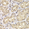 Immunohistochemistry of paraffin-embedded human kidney using PSMD12 antibody (22-424) at dilution of 1:100 (40x lens) .