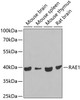 Western blot analysis of extracts of various cell lines, using RAE1 antibody (22-429) at 1:1000 dilution.<br/>Secondary antibody: HRP Goat Anti-Rabbit IgG (H+L) at 1:10000 dilution.<br/>Lysates/proteins: 25ug per lane.<br/>Blocking buffer: 3% nonfat dry milk in TBST.<br/>Detection: ECL Basic Kit.<br/>Exposure time: 10s.
