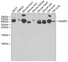 Western blot analysis of extracts of various cell lines, using RAMP3 antibody (22-431) at 1:1000 dilution.<br/>Secondary antibody: HRP Goat Anti-Rabbit IgG (H+L) at 1:10000 dilution.<br/>Lysates/proteins: 25ug per lane.<br/>Blocking buffer: 3% nonfat dry milk in TBST.<br/>Detection: ECL Basic Kit.<br/>Exposure time: 10s.