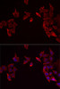 Immunofluorescence analysis of MCF7 cells using RAMP3 antibody (22-431) . Blue: DAPI for nuclear staining.