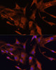 Immunofluorescence analysis of C6 cells using RECK Polyclonal Antibody (22-434) at dilution of 1:100 (40x lens) . Blue: DAPI for nuclear staining.