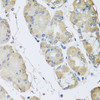 Immunohistochemistry of paraffin-embedded human stomach using RPLP1 antibody (22-439) at dilution of 1:100 (40x lens) .