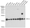 Western blot analysis of extracts of various cell lines, using RPS14 antibody (22-441) at 1:1000 dilution.<br/>Secondary antibody: HRP Goat Anti-Rabbit IgG (H+L) at 1:10000 dilution.<br/>Lysates/proteins: 25ug per lane.<br/>Blocking buffer: 3% nonfat dry milk in TBST.<br/>Detection: ECL Basic Kit.<br/>Exposure time: 30s.