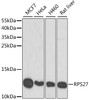 Western blot analysis of extracts of various cell lines, using RPS27 antibody (22-443) at 1:1000 dilution.<br/>Secondary antibody: HRP Goat Anti-Rabbit IgG (H+L) at 1:10000 dilution.<br/>Lysates/proteins: 25ug per lane.<br/>Blocking buffer: 3% nonfat dry milk in TBST.<br/>Detection: ECL Basic Kit.<br/>Exposure time: 90s.