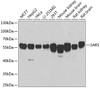 Western blot analysis of extracts of various cell lines, using SARS antibody (22-446) at 1:1000 dilution.<br/>Secondary antibody: HRP Goat Anti-Rabbit IgG (H+L) at 1:10000 dilution.<br/>Lysates/proteins: 25ug per lane.<br/>Blocking buffer: 3% nonfat dry milk in TBST.<br/>Detection: ECL Basic Kit.<br/>Exposure time: 90s.