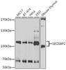 Western blot analysis of extracts of various cell lines, using SECISBP2 antibody (22-448) at 1:1000 dilution.<br/>Secondary antibody: HRP Goat Anti-Rabbit IgG (H+L) at 1:10000 dilution.<br/>Lysates/proteins: 25ug per lane.<br/>Blocking buffer: 3% nonfat dry milk in TBST.<br/>Detection: ECL Enhanced Kit.<br/>Exposure time: 5min.