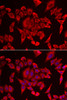 Immunofluorescence analysis of HeLa cells using SLC20A2 antibody (22-451) . Blue: DAPI for nuclear staining.