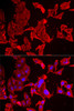 Immunofluorescence analysis of MCF7 cells using SMPX antibody (22-455) . Blue: DAPI for nuclear staining.