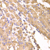 Immunohistochemistry of paraffin-embedded human stomach using SUFU antibody (22-465) at dilution of 1:100 (40x lens) .