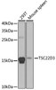 Western blot analysis of extracts of various cell lines, using TSC22D3 antibody (22-479) at 1:1000 dilution.<br/>Secondary antibody: HRP Goat Anti-Rabbit IgG (H+L) at 1:10000 dilution.<br/>Lysates/proteins: 25ug per lane.<br/>Blocking buffer: 3% nonfat dry milk in TBST.<br/>Detection: ECL Basic Kit.<br/>Exposure time: 90s.