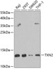Western blot analysis of extracts of various cell lines, using TXN2 antibody (22-482) at 1:1000 dilution.<br/>Secondary antibody: HRP Goat Anti-Rabbit IgG (H+L) at 1:10000 dilution.<br/>Lysates/proteins: 25ug per lane.<br/>Blocking buffer: 3% nonfat dry milk in TBST.<br/>Detection: ECL Basic Kit.<br/>Exposure time: 30s.