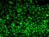 Immunofluorescence analysis of MCF7 cells using UFD1L antibody (22-483) .