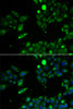 Immunofluorescence analysis of U2OS cells using UQCRFS1 antibody (22-484) . Blue: DAPI for nuclear staining.