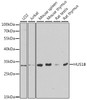 Western blot analysis of extracts of various cell lines, using HUS1B antibody (22-499) at 1:1000 dilution.<br/>Secondary antibody: HRP Goat Anti-Rabbit IgG (H+L) at 1:10000 dilution.<br/>Lysates/proteins: 25ug per lane.<br/>Blocking buffer: 3% nonfat dry milk in TBST.<br/>Detection: ECL Enhanced Kit.<br/>Exposure time: 90s.