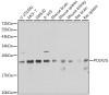 Western blot analysis of extracts of various cell lines, using POLR2G antibody (22-504) at 1:1000 dilution.<br/>Secondary antibody: HRP Goat Anti-Rabbit IgG (H+L) at 1:10000 dilution.<br/>Lysates/proteins: 25ug per lane.<br/>Blocking buffer: 3% nonfat dry milk in TBST.<br/>Detection: ECL Basic Kit.<br/>Exposure time: 10s.