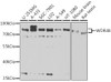 Western blot analysis of extracts of various cell lines, using WDR48 antibody (22-509) at 1:1000 dilution.<br/>Secondary antibody: HRP Goat Anti-Rabbit IgG (H+L) at 1:10000 dilution.<br/>Lysates/proteins: 25ug per lane.<br/>Blocking buffer: 3% nonfat dry milk in TBST.<br/>Detection: ECL Basic Kit.<br/>Exposure time: 15s.