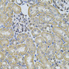 Immunohistochemistry of paraffin-embedded rat kidney using AP2A1 Antibody (22-512) at dilution of 1:100 (40x lens) .