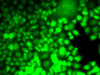 Immunofluorescence analysis of MCF7 cells using ALOX15B antibody (22-514) .