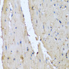 Immunohistochemistry of paraffin-embedded rat heart using DEFA1 antibody (22-537) at dilution of 1:100 (40x lens) .