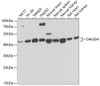 Western blot analysis of extracts of various cell lines, using DHODH antibody (22-539) at 1:1000 dilution.<br/>Secondary antibody: HRP Goat Anti-Rabbit IgG (H+L) at 1:10000 dilution.<br/>Lysates/proteins: 25ug per lane.<br/>Blocking buffer: 3% nonfat dry milk in TBST.<br/>Detection: ECL Basic Kit.<br/>Exposure time: 90s.
