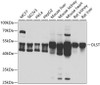 Western blot analysis of extracts of various cell lines, using DLST antibody (22-540) at 1:1000 dilution.<br/>Secondary antibody: HRP Goat Anti-Rabbit IgG (H+L) at 1:10000 dilution.<br/>Lysates/proteins: 25ug per lane.<br/>Blocking buffer: 3% nonfat dry milk in TBST.<br/>Detection: ECL Basic Kit.<br/>Exposure time: 5s.