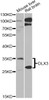 Western blot analysis of extracts of various cell lines, using DLX3 Antibody (22-541) at 1:1000 dilution.<br/>Secondary antibody: HRP Goat Anti-Rabbit IgG (H+L) at 1:10000 dilution.<br/>Lysates/proteins: 25ug per lane.<br/>Blocking buffer: 3% nonfat dry milk in TBST.<br/>Detection: ECL Basic Kit.<br/>Exposure time: 90s.