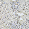 Immunohistochemistry of paraffin-embedded rat kidney using DR1 Antibody (22-542) at dilution of 1:100 (40x lens) .