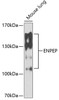 Western blot analysis of extracts of mouse lung, using ENPEP antibody (22-543) at 1:1000 dilution.<br/>Secondary antibody: HRP Goat Anti-Rabbit IgG (H+L) at 1:10000 dilution.<br/>Lysates/proteins: 25ug per lane.<br/>Blocking buffer: 3% nonfat dry milk in TBST.<br/>Detection: ECL Enhanced Kit.<br/>Exposure time: 90s.