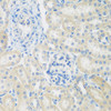 Immunohistochemistry of paraffin-embedded rat kidney using ENPEP antibody (22-543) at dilution of 1:200 (40x lens) .