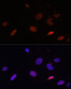 Immunofluorescence analysis of U-2 OS cells using Histone H1.0 antibody (22-554) at dilution of 1:100. Blue: DAPI for nuclear staining.