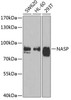 Western blot analysis of extracts of various cell lines, using NASP antibody (22-569) at 1:1000 dilution.<br/>Secondary antibody: HRP Goat Anti-Rabbit IgG (H+L) at 1:10000 dilution.<br/>Lysates/proteins: 25ug per lane.<br/>Blocking buffer: 3% nonfat dry milk in TBST.<br/>Detection: ECL Basic Kit.<br/>Exposure time: 90s.