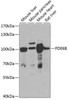 Western blot analysis of extracts of various cell lines, using PDE6B antibody (22-572) at 1:1000 dilution.<br/>Secondary antibody: HRP Goat Anti-Rabbit IgG (H+L) at 1:10000 dilution.<br/>Lysates/proteins: 25ug per lane.<br/>Blocking buffer: 3% nonfat dry milk in TBST.<br/>Detection: ECL Basic Kit.<br/>Exposure time: 90s.