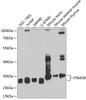 Western blot analysis of extracts of various cell lines, using PSMD8 antibody (22-585) at 1:1000 dilution.<br/>Secondary antibody: HRP Goat Anti-Rabbit IgG (H+L) at 1:10000 dilution.<br/>Lysates/proteins: 25ug per lane.<br/>Blocking buffer: 3% nonfat dry milk in TBST.<br/>Detection: ECL Basic Kit.<br/>Exposure time: 90s.