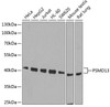 Western blot analysis of extracts of various cell lines, using PSMD13 antibody (22-586) at 1:1000 dilution.<br/>Secondary antibody: HRP Goat Anti-Rabbit IgG (H+L) at 1:10000 dilution.<br/>Lysates/proteins: 25ug per lane.<br/>Blocking buffer: 3% nonfat dry milk in TBST.<br/>Detection: ECL Basic Kit.<br/>Exposure time: 90s.