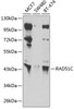 Western blot analysis of extracts of various cell lines, using RAD51C antibody (22-588) at 1:1000 dilution.<br/>Secondary antibody: HRP Goat Anti-Rabbit IgG (H+L) at 1:10000 dilution.<br/>Lysates/proteins: 25ug per lane.<br/>Blocking buffer: 3% nonfat dry milk in TBST.<br/>Detection: ECL Basic Kit.<br/>Exposure time: 10s.