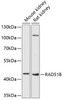Western blot analysis of extracts of various cell lines, using RAD51B antibody (22-589) at 1:1000 dilution.<br/>Secondary antibody: HRP Goat Anti-Rabbit IgG (H+L) at 1:10000 dilution.<br/>Lysates/proteins: 25ug per lane.<br/>Blocking buffer: 3% nonfat dry milk in TBST.<br/>Detection: ECL Basic Kit.<br/>Exposure time: 90s.