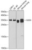 Western blot analysis of extracts of various cell lines, using SOD3 antibody (22-606) at 1:1000 dilution.<br/>Secondary antibody: HRP Goat Anti-Rabbit IgG (H+L) at 1:10000 dilution.<br/>Lysates/proteins: 25ug per lane.<br/>Blocking buffer: 3% nonfat dry milk in TBST.