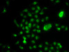 Immunofluorescence analysis of U2OS cells using NELFE antibody (22-626) .