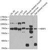 Western blot analysis of extracts of various cell lines, using HIRIP3 antibody (22-631) at 1:1000 dilution.<br/>Secondary antibody: HRP Goat Anti-Rabbit IgG (H+L) at 1:10000 dilution.<br/>Lysates/proteins: 25ug per lane.<br/>Blocking buffer: 3% nonfat dry milk in TBST.<br/>Detection: ECL Basic Kit.<br/>Exposure time: 90s.