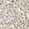 Immunohistochemistry of paraffin-embedded rat liver using HIRIP3 antibody (22-631) at dilution of 1:100 (40x lens) .