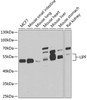 Western blot analysis of extracts of various cell lines, using LIPF antibody (22-633) at 1:1000 dilution.<br/>Secondary antibody: HRP Goat Anti-Rabbit IgG (H+L) at 1:10000 dilution.<br/>Lysates/proteins: 25ug per lane.<br/>Blocking buffer: 3% nonfat dry milk in TBST.<br/>Detection: ECL Basic Kit.<br/>Exposure time: 10s.