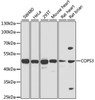 Western blot analysis of extracts of various cell lines, using COPS3 antibody (22-634) at 1:1000 dilution.<br/>Secondary antibody: HRP Goat Anti-Rabbit IgG (H+L) at 1:10000 dilution.<br/>Lysates/proteins: 25ug per lane.<br/>Blocking buffer: 3% nonfat dry milk in TBST.<br/>Detection: ECL Basic Kit.<br/>Exposure time: 1s.
