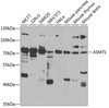 Western blot analysis of extracts of various cell lines, using ASMTL antibody (22-637) at 1:1000 dilution.<br/>Secondary antibody: HRP Goat Anti-Rabbit IgG (H+L) at 1:10000 dilution.<br/>Lysates/proteins: 25ug per lane.<br/>Blocking buffer: 3% nonfat dry milk in TBST.