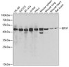 Western blot analysis of extracts of various cell lines, using EIF3F antibody (22-639) at 1:1000 dilution.<br/>Secondary antibody: HRP Goat Anti-Rabbit IgG (H+L) at 1:10000 dilution.<br/>Lysates/proteins: 25ug per lane.<br/>Blocking buffer: 3% nonfat dry milk in TBST.<br/>Detection: ECL Basic Kit.<br/>Exposure time: 10s.