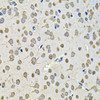 Immunohistochemistry of paraffin-embedded rat brain using EIF3F Antibody (22-639) at dilution of 1:100 (40x lens) .